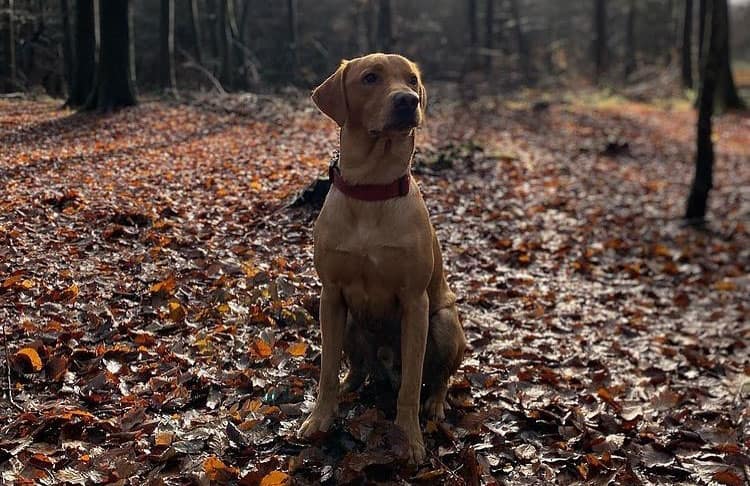 Fox Red Lab in the woods
