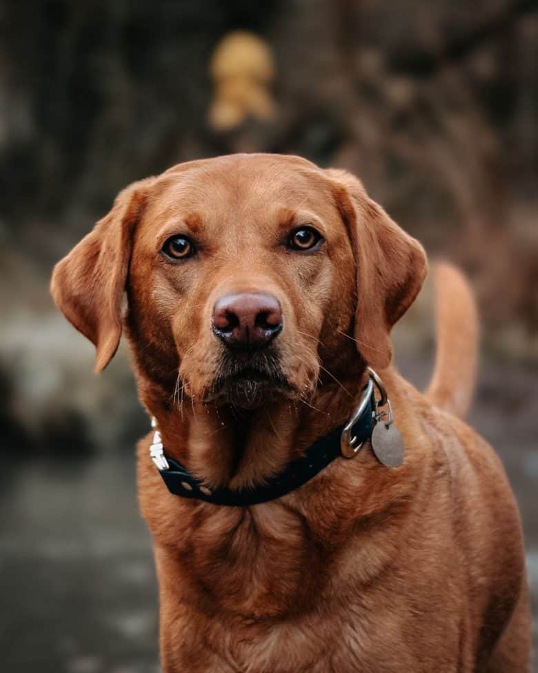 7 Facts You Need to Know Before Adopting a Fox Red Lab - K9 Web