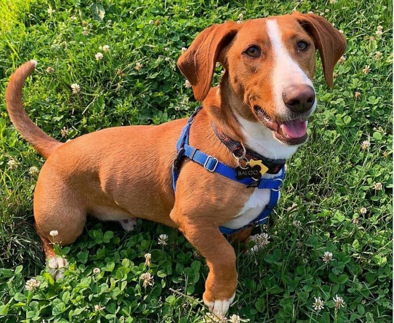 Foxhound and Basset Hound mix
