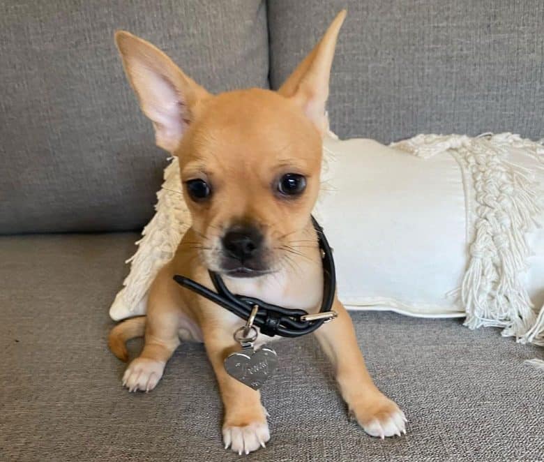 Half french best sale bulldog half chihuahua