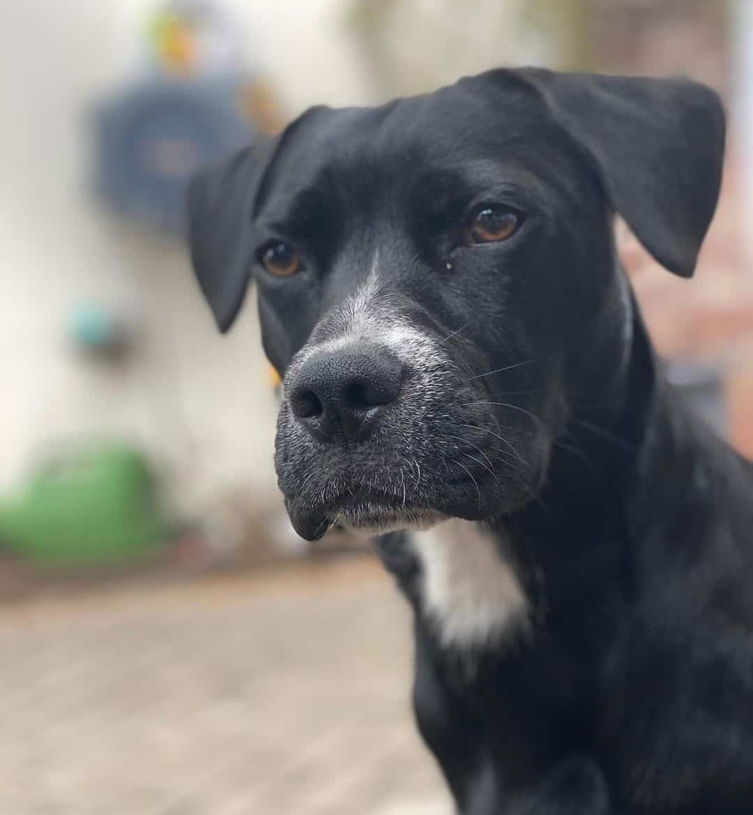 57 of the best Labrador Retriever Mixes for everybody K9 