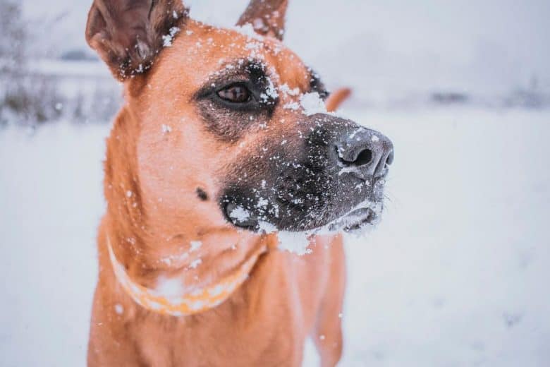 German Shepherd Boxer mix in the snow