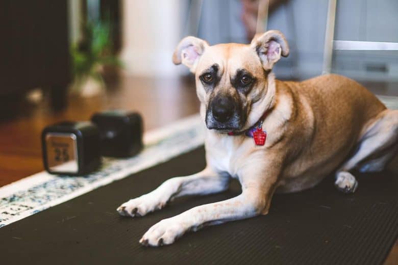 boxer german shepherd lab mix