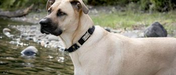 German Shepherd Boxer mix portrait