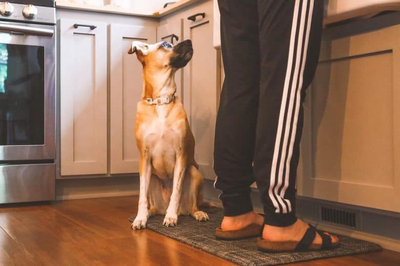 German Shepherd Boxer mix waiting for food