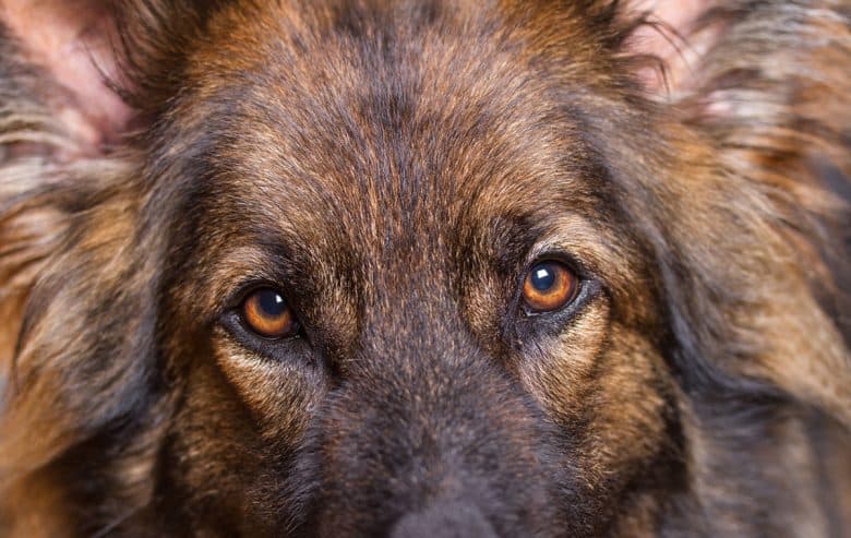 German Shepherd close-up portrait
