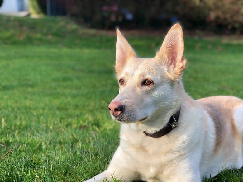 German Shepherd Husky mix