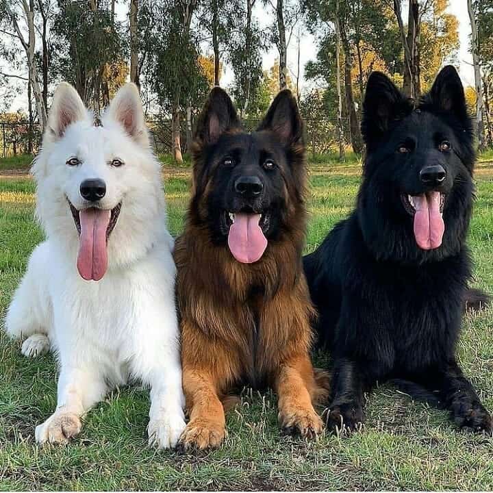 German Shepherd in different colors