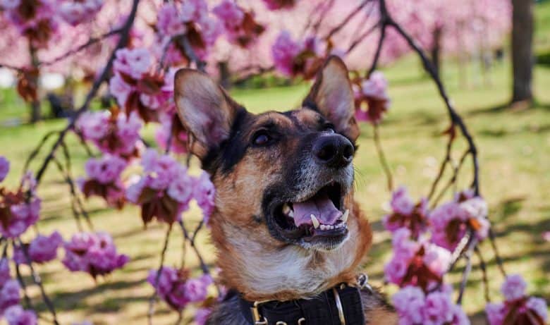 German Sheprador mix dog in the cherry blossom tree