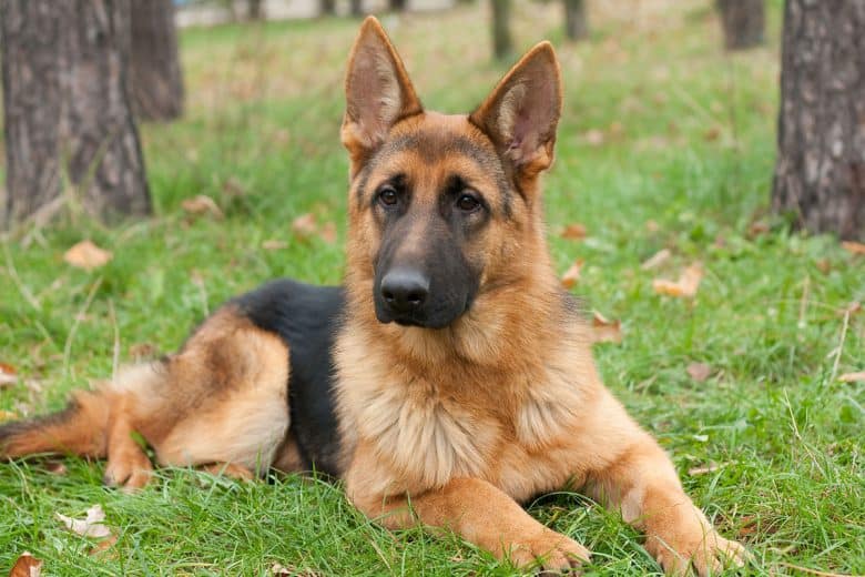 German Shepherd on the grass