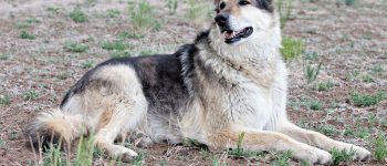 German Shepherd Malamute mix resting on the field