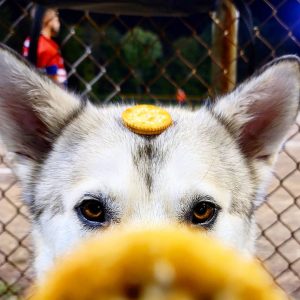 Is the German Shepherd Malamute mix a good crossbreed? - K9 Web