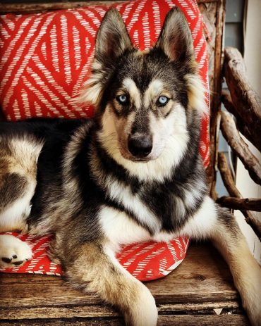 Is the German Shepherd Malamute mix a good crossbreed? - K9 Web