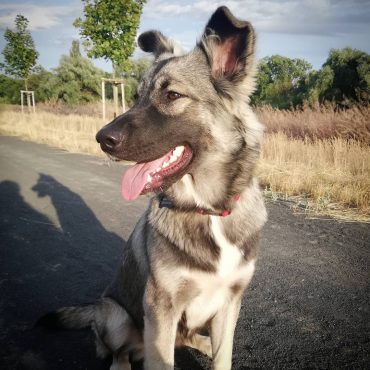 Is the German Shepherd Malamute mix a good crossbreed? - K9 Web