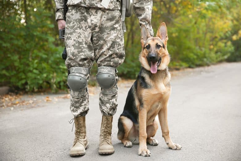 German Shepherd military working dog