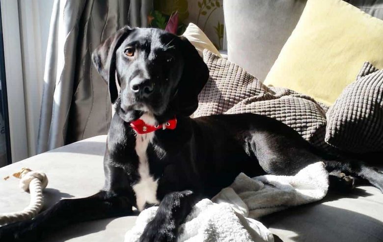 German Wirehaired Lab mix dog lying on the bed