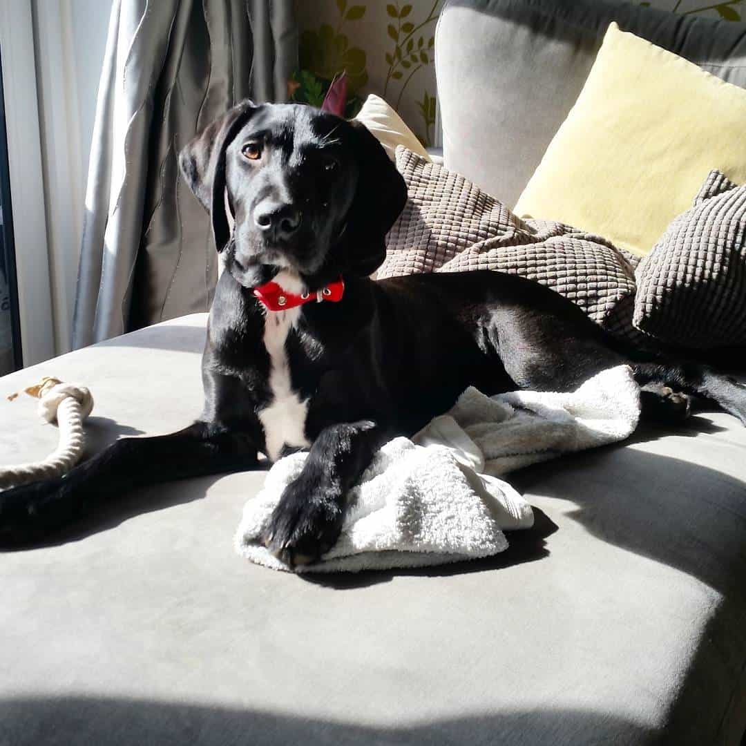 57 of the best Labrador Retriever Mixes for everybody K9 