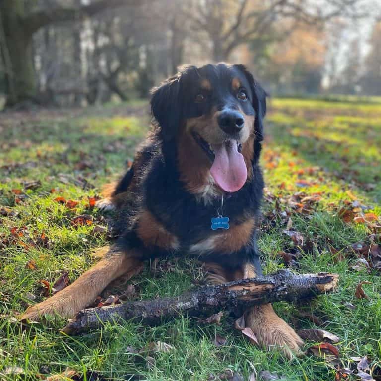 Friendly, eager to please All about the Golden Mountain Dog K9 Web