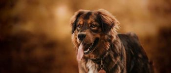 Golden Mountain dog portrait