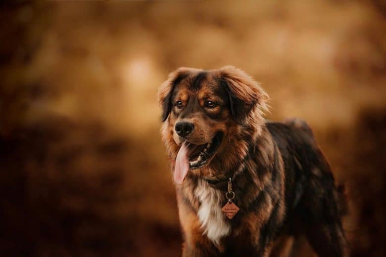 Golden Mountain dog portrait