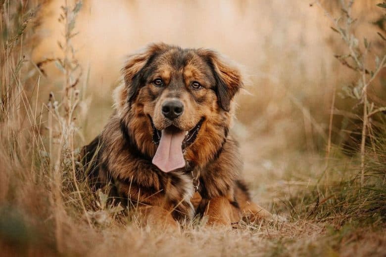 Golden Mountain dog resting in the brush area