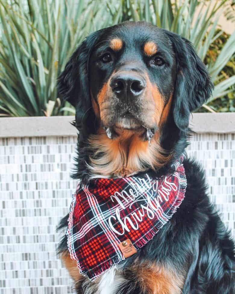 Golden Mountain dog with Christmas scarf