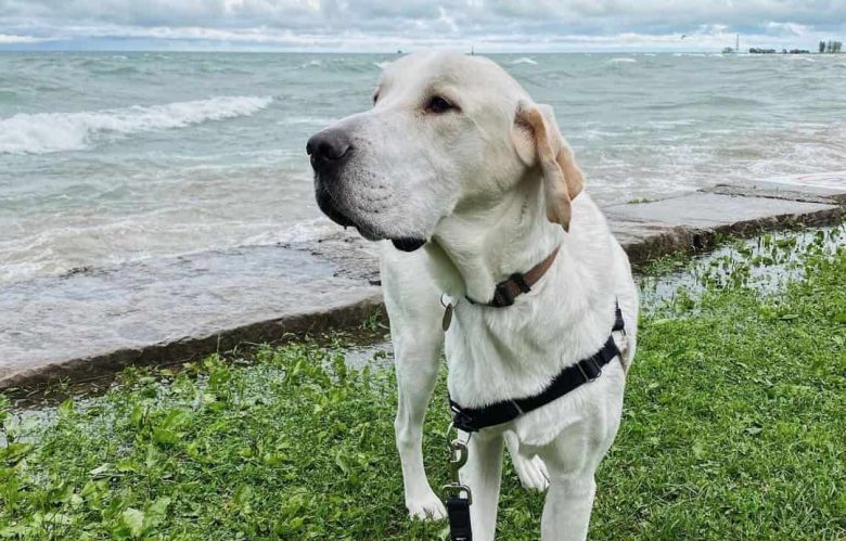Pyrador chillin' at the beach