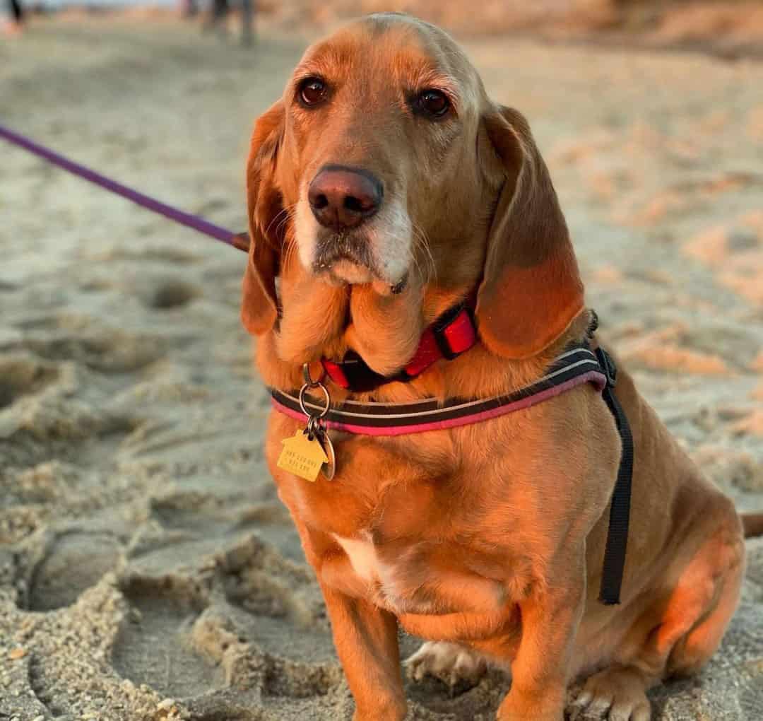 36 Basset Hound Mixes to Fall in Love with Right Now K9 Web 36 Basset Hound Mixes to Fall in Love with Right Now K9 Web