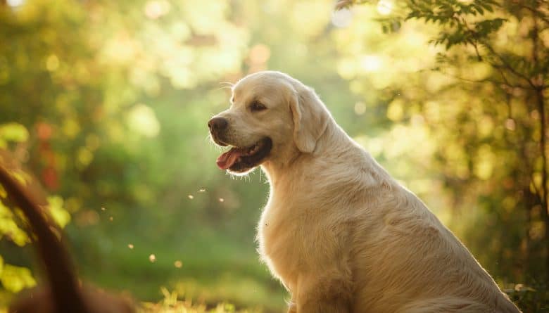 Golden Retriever in the woods