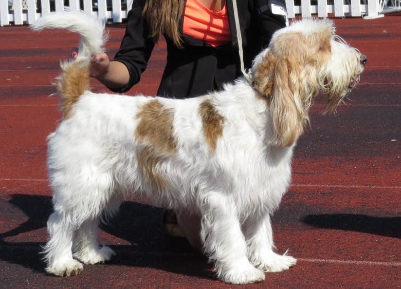 Grand Basset Griffon Vendéen in a dog show