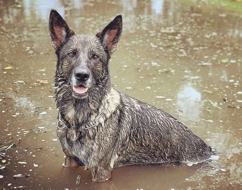 Gray German Shepherd in the water