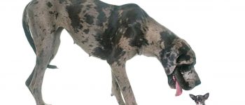 Great Dane and Chihuahua