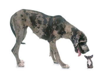 Great Dane and Chihuahua