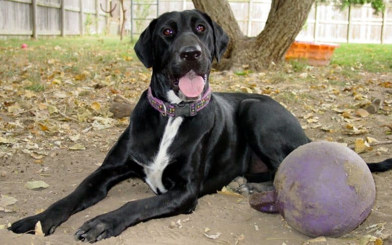 Labradane mix dog lying beside his ball toy