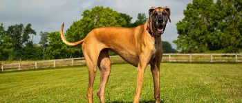 Great Dane standing in the field