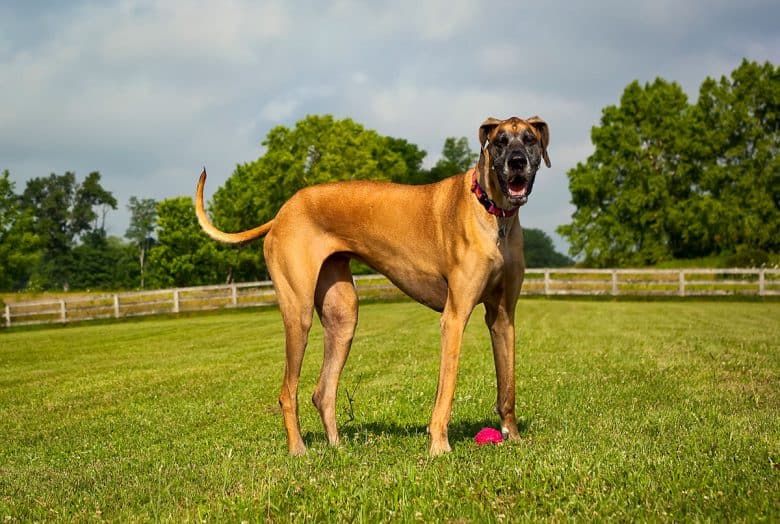 Great Dane standing in the field