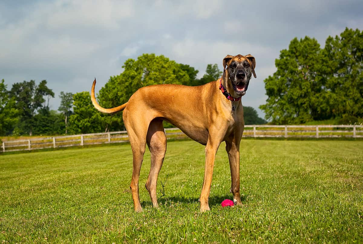 35 Great Dane Mixes You Need to Know More About Right Now
