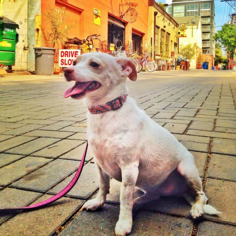 Great Mexican dog in the street