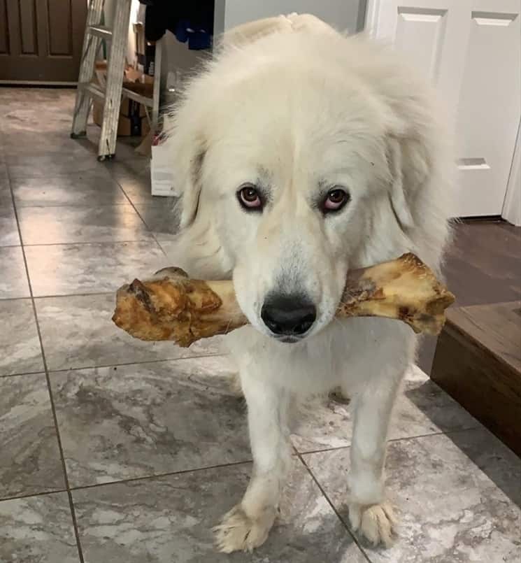 Great Pyrenees Lab mix chewing bone