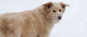 Great Pyrenees Lab mix in the snow