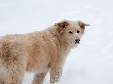 Great Pyrenees Lab mix in the snow