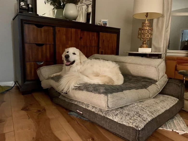 Great Pyrenees Lab mix lying on the couch