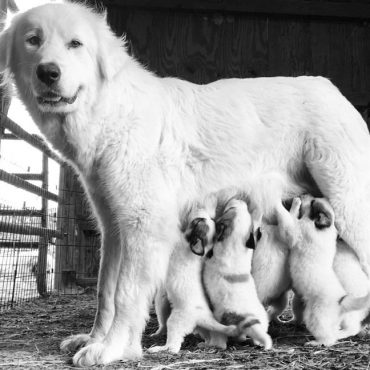 Great Pyrenees Lab mix mother and babies