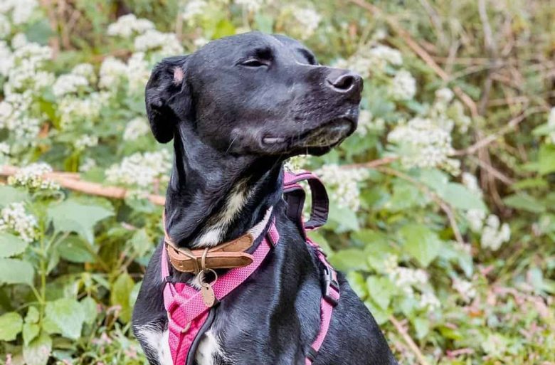 Greyador mix dog portrait