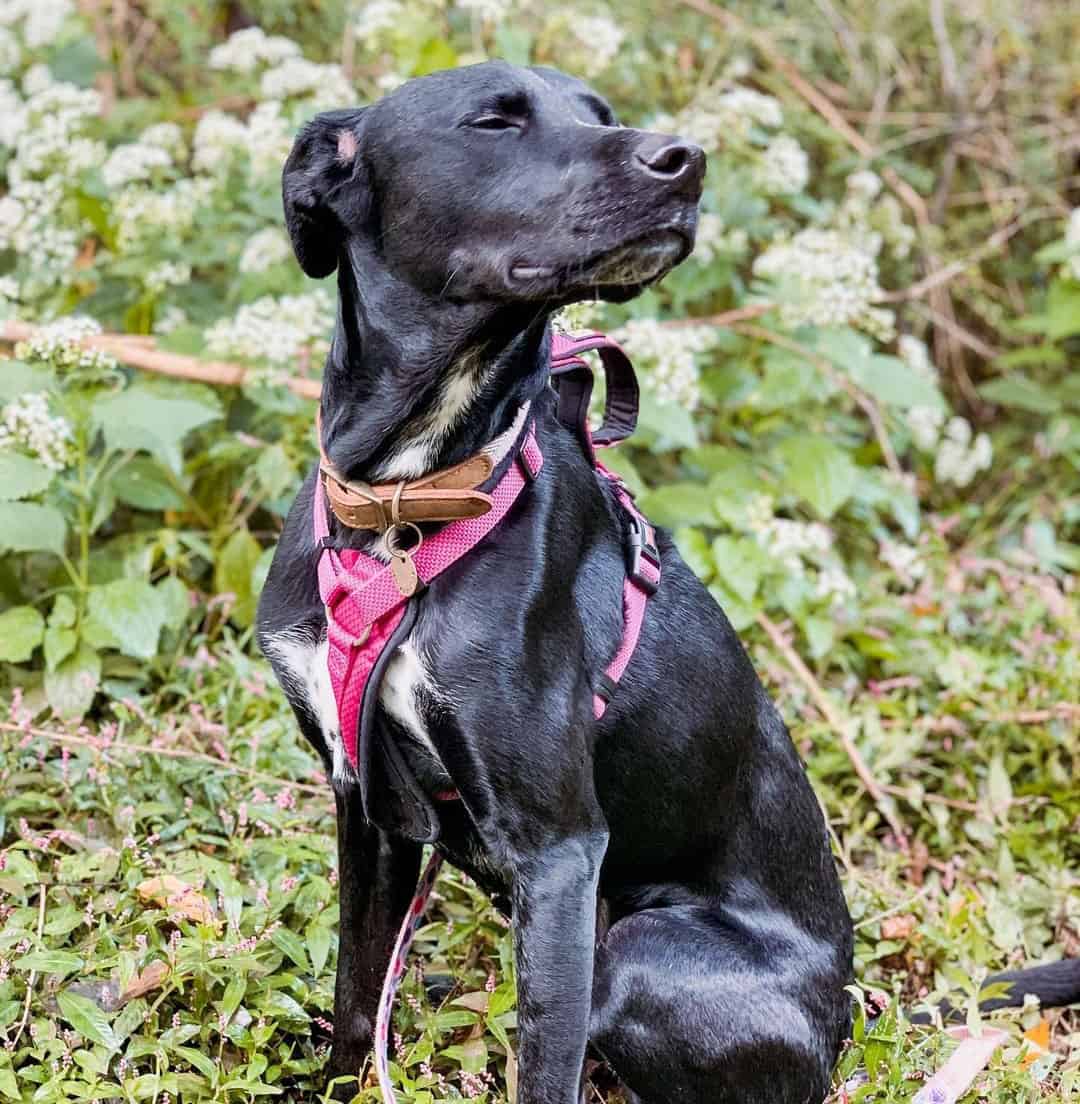 57 of the best Labrador Retriever Mixes for everybody K9 