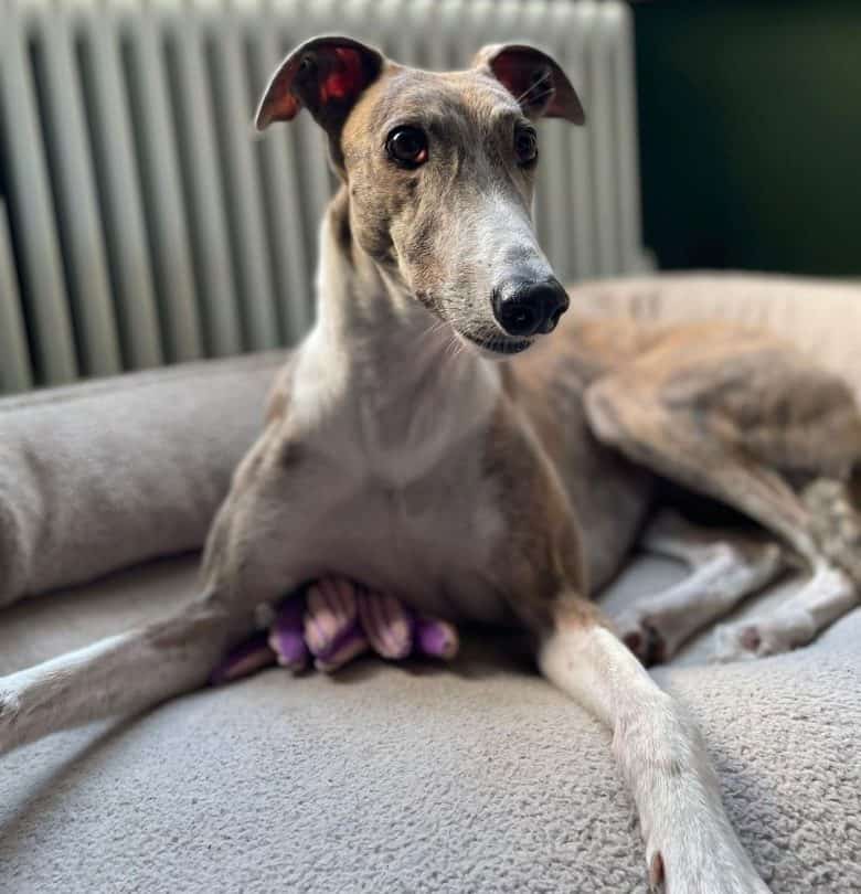 Greyhound lying on her bed
