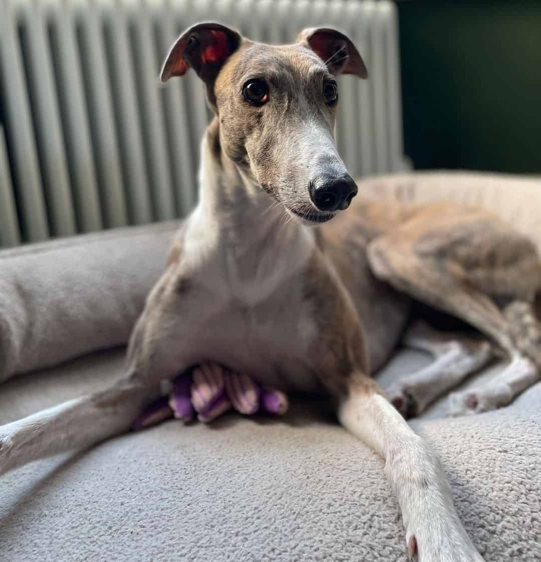 The Greyhound Get to know the Ferraris of the canine world K9 