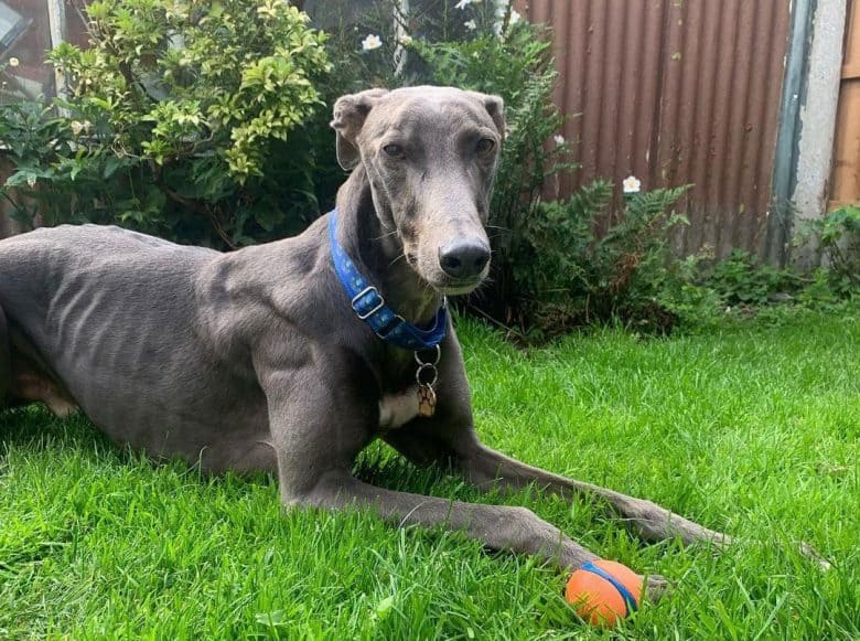 Greyhound lying on the grass