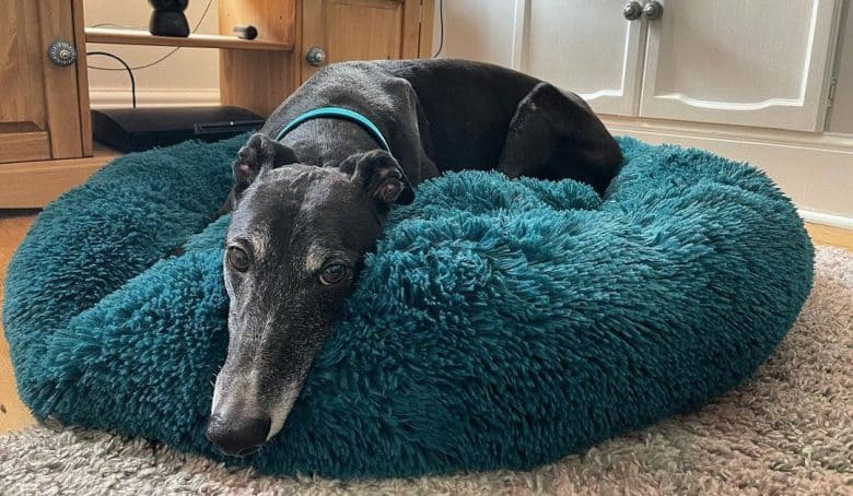 Greyhound lying on his cozy bed