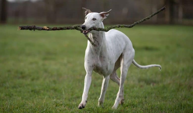 Greyhound running with stick